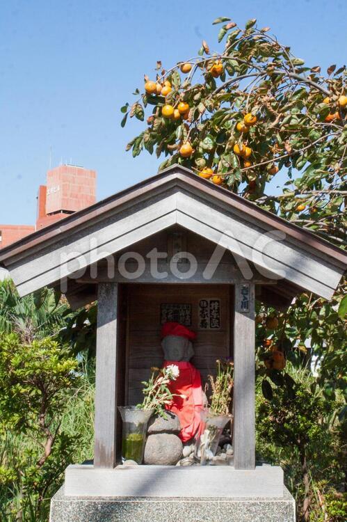 お地蔵さんと柿 地蔵,祠,柿の写真素材