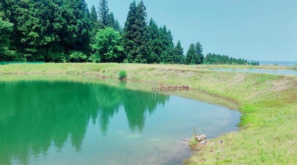 野池 野池 野池,錦鯉,新潟県の写真素材