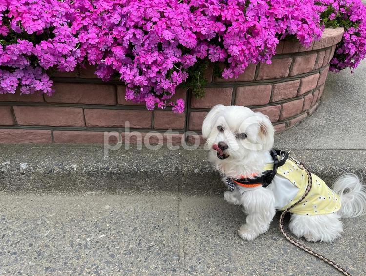 犬と芝桜 犬,マルチーズ,かわいい犬の写真素材