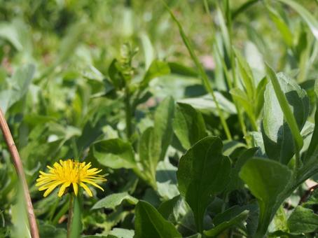 Dandelions, JPG