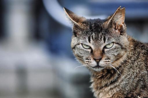 野良猫 野良猫の写真