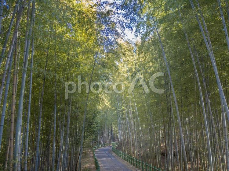 風景（竹林） 竹林,静か,綺麗の写真素材