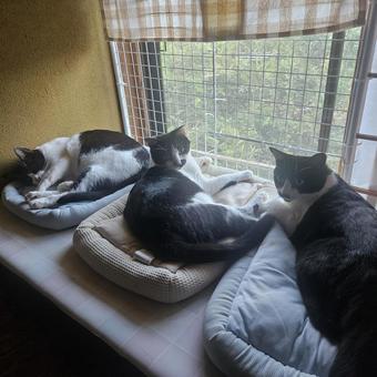 ハチワレ親子猫 ハチワレ親子猫の写真