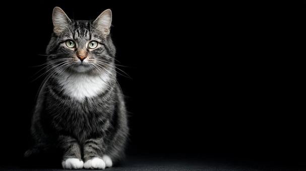 座る猫とコピースペース 座る猫とコピースペースの写真