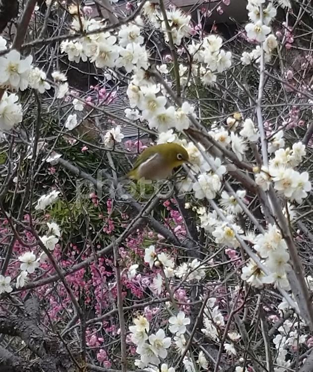 梅の木に止まるメジロ 梅,花,ピンクの写真素材