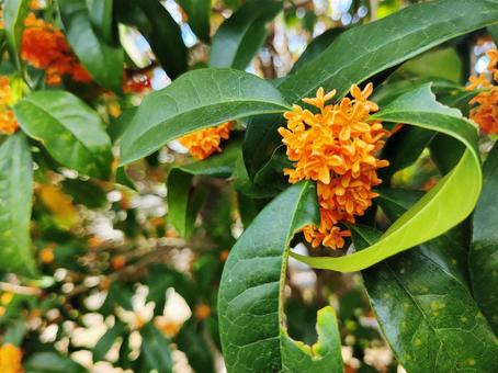秋風に揺れる金木犀の花 秋風に揺れる金木犀の花 金木犀,花,植物の写真素材