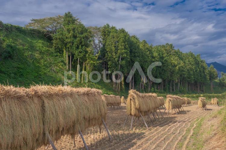 昔ながらのはさがけをしている風景 米,稲架掛け,循環型農業の写真素材