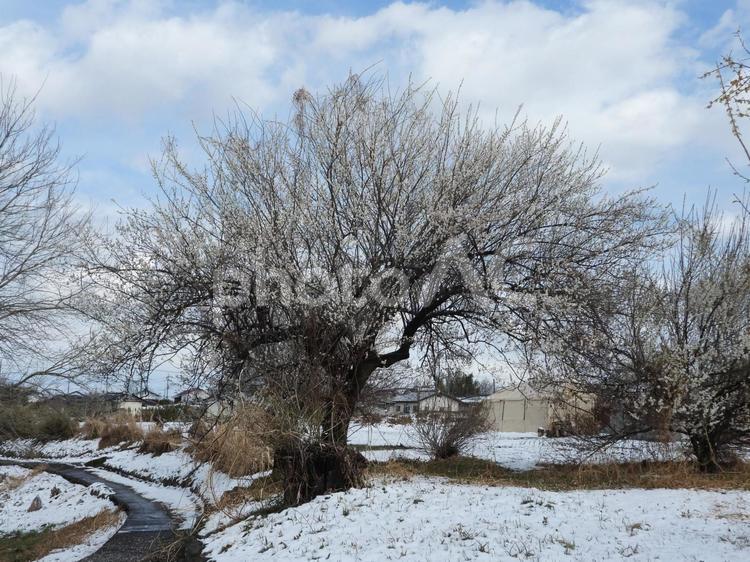 近所の花を咲かせた梅の木と雪景色 自然,空,梅の木の写真素材