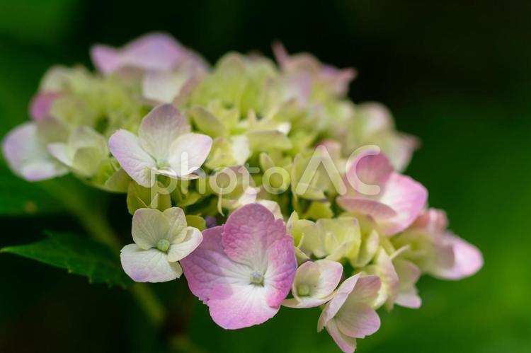 ベイビーピンクのアジサイ 紫陽花,あじさい,アジサイの写真素材