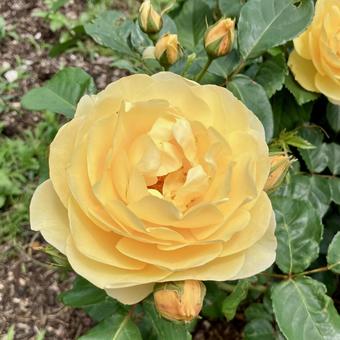花★薔薇(バラ グラハムトーマス) 花★薔薇(バラ グラハムトーマス)の写真