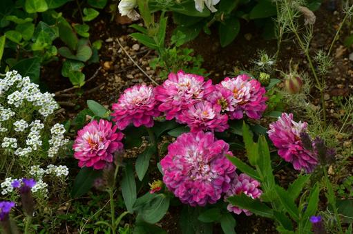 ピンクの花 花,植物,花壇の写真素材