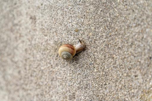 かたつむり かたつむり 砂,背景,テクスチャの写真素材