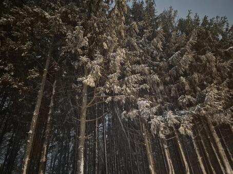 雪の森林 雪,風景,自然の写真素材