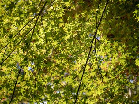 陽射し映える青紅葉 陽射し映える青紅葉 青紅葉,緑,葉の写真素材