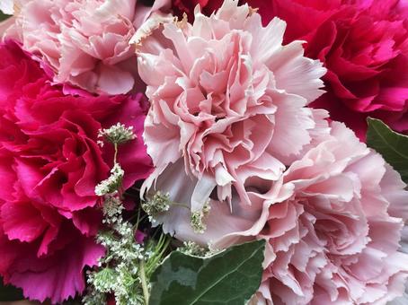 ピンクと赤のカーネーションが咲き誇る花束 ピンクと赤のカーネーションが咲き誇る花束 カーネーション,ピンク,赤の写真素材