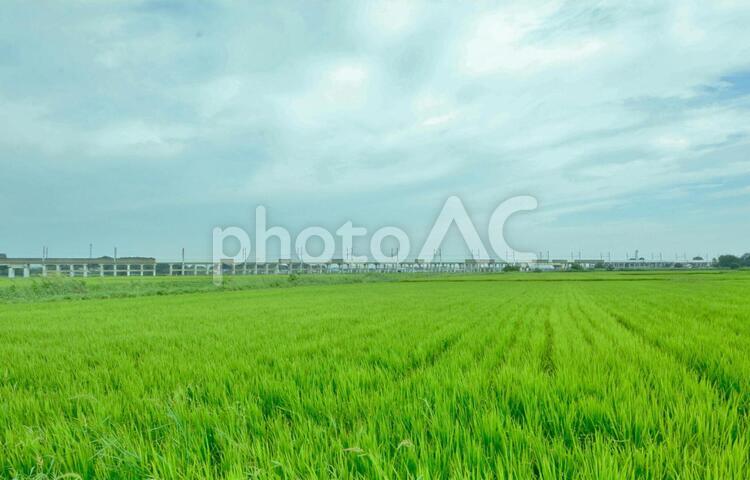 伊奈町の田園風景 田園,田舎,田んぼの写真素材