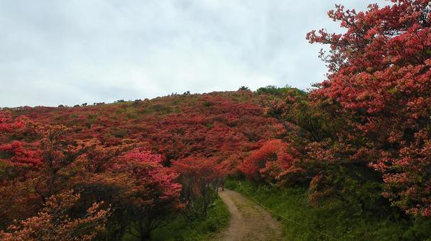 A path through the azaleas, JPG