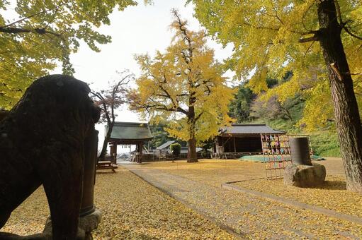佐賀県みやき町「綾部八幡神社」の銀杏 綾部八幡神社,紅葉,銀杏の写真素材