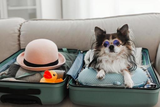 旅行準備をしているスーツケースからサングラスをしてカメラ目線の犬 旅行準備をしているスーツケースからサングラスをしてカメラ目線の犬 犬,チワワ,小型犬の写真素材