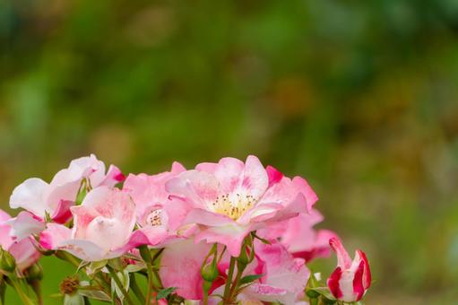 繊細なピンクの薔薇 繊細なピンクの薔薇の写真