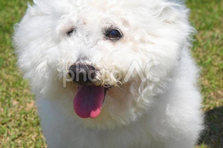 芝生の上のビションフリーゼ ビションフリーゼ,犬,ペットの写真素材