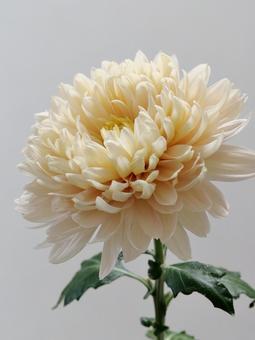 クリーム色の菊の花 クリーム色の菊の花の写真