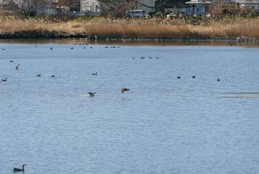 水面に着水するオナガガモ オナガガモ,鴨,渡り鳥の写真素材