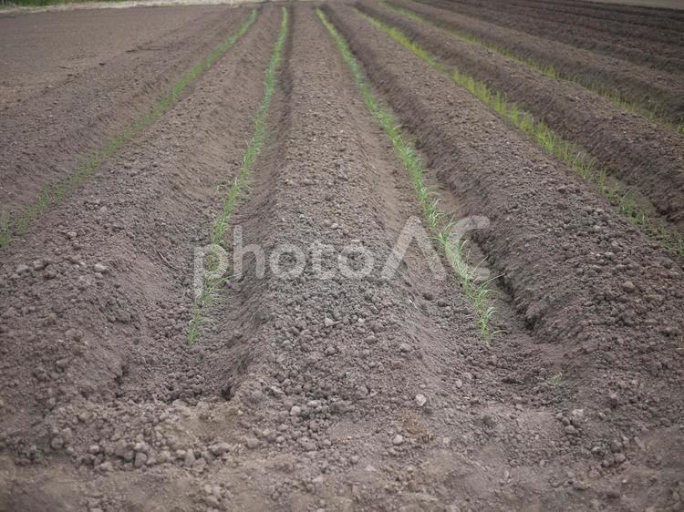 きれいに植えられたネギ ネギ畑,野菜,畑の写真素材