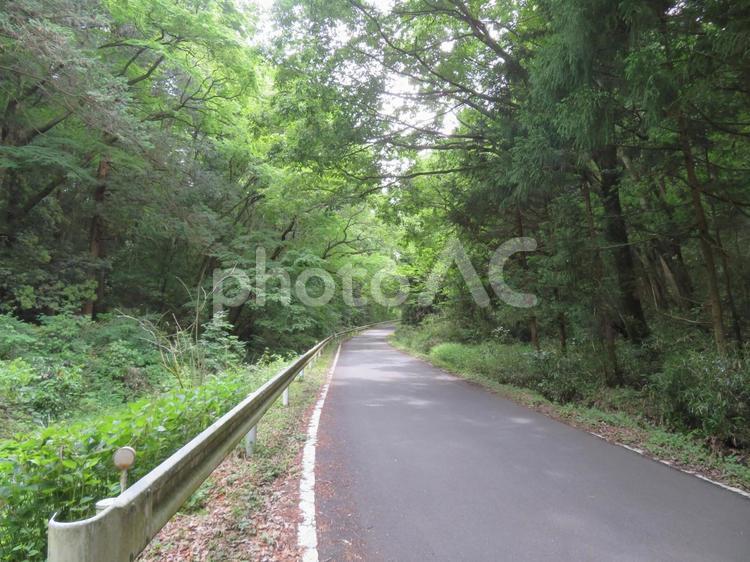 山の中に続く一車線の林道 道,道路,車道の写真素材