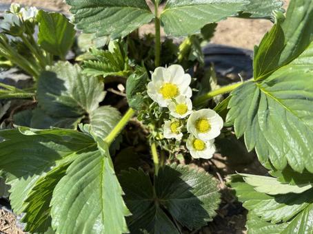 Photo, strawberry flower, field, green, 