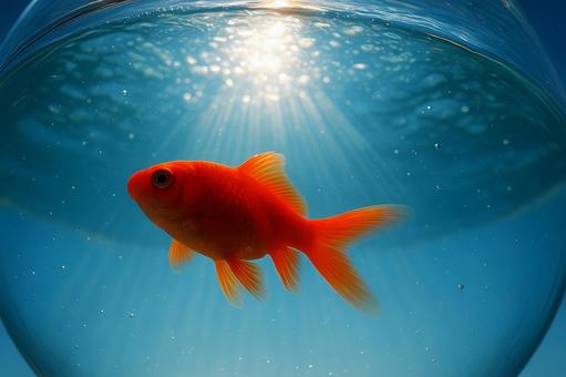 光差す金魚鉢 光差す金魚鉢の写真