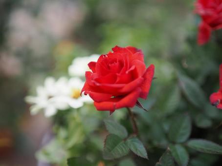 赤い薔薇をバラ園にて撮影しました 赤い薔薇をバラ園にて撮影しました 花,薔薇,花びらの写真素材