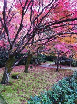 紅葉 紅葉の写真