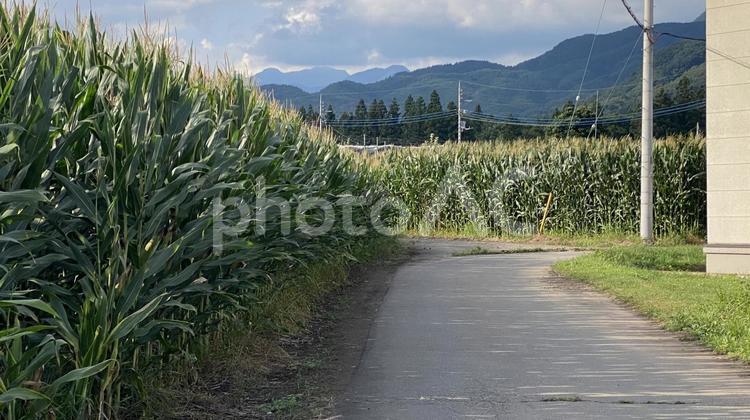 とうきび畑 とうきび,畑,とうきび畑の写真素材