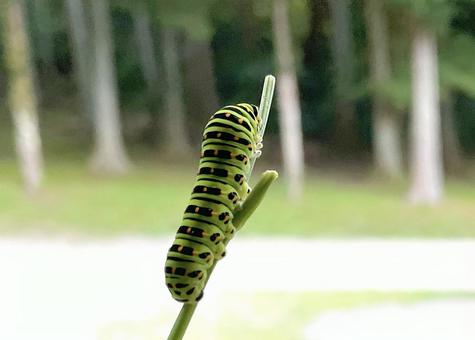 葉を食べ尽くしたキアゲハの幼虫 葉を食べ尽くしたキアゲハの幼虫の写真