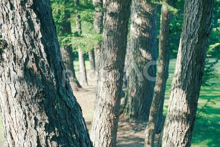 公園 木陰の並木風景 木,並木,木漏れ日の写真素材