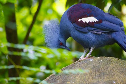 カンムリバト カンムリバト カンムリバト,鳥,動物の写真素材
