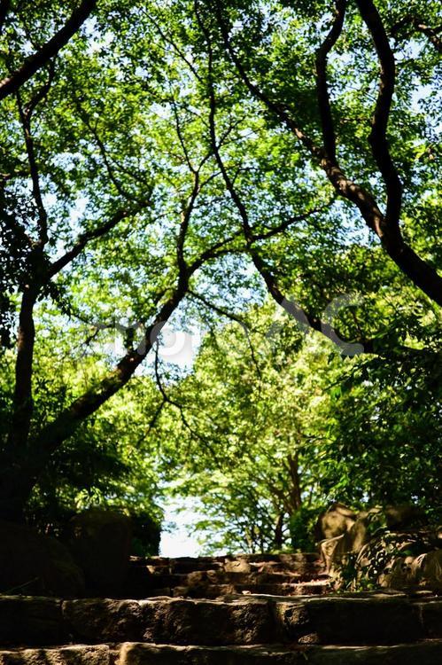 森へ誘う、光差す石段 階段,石段,森の写真素材