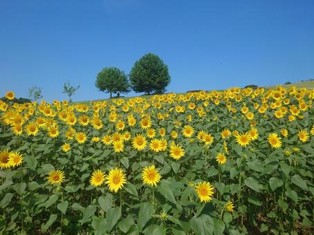 ひまわり畑 ひまわり畑 ひまわり,空,暑いの写真素材