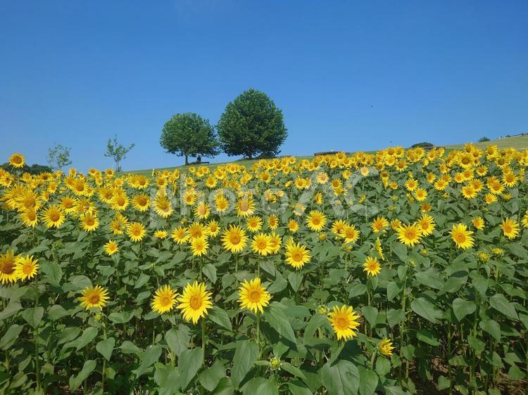 ひまわり畑 ひまわり,空,暑いの写真素材