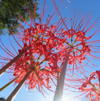 ヒガンバナ(彼岸花・曼珠沙華) ヒガンバナ(彼岸花・曼珠沙華)の写真
