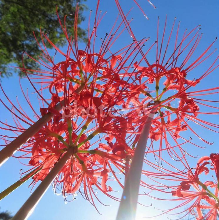 ヒガンバナ（彼岸花・曼珠沙華） ヒガンバナ,彼岸花,曼珠沙華の写真素材