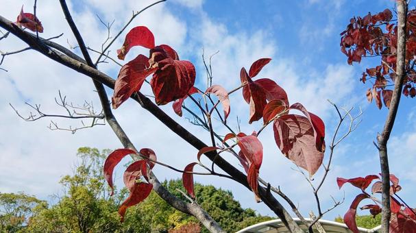 秋晴れの空（2） ハナミズキ,秋,秋晴れの写真素材
