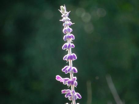 【花の写真】 アメジストセージ 【花の写真】 アメジストセージ アメジストセージ,花,はなの写真素材