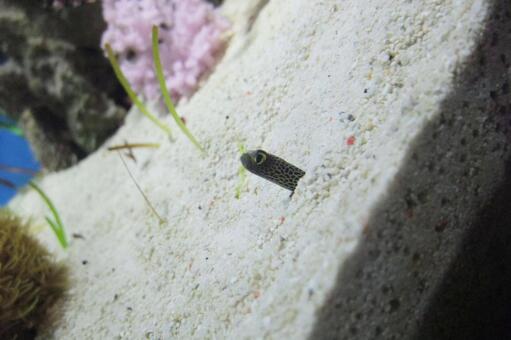 チンアナゴ チンアナゴの写真