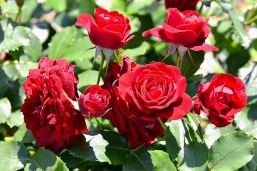薔薇 黒蝶 薔薇 黒蝶 薔薇,黒蝶,黒赤の写真素材