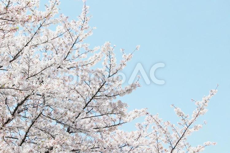 桜イメージ さくら,桜,サクラの写真素材