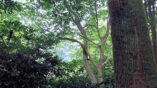 箱根神社夏の森の小道からの風景 箱根神社,森の小道,参拝の写真素材