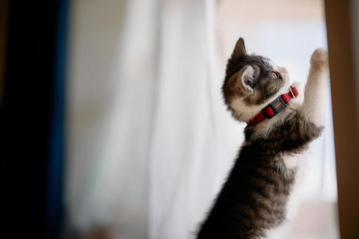 網戸に爪をたてる猫 網戸に爪をたてる猫,猫,子猫の写真素材