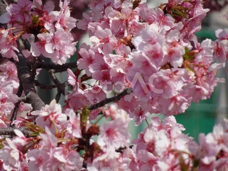 小さな公園の桜-82 公園,小さい,桜の写真素材